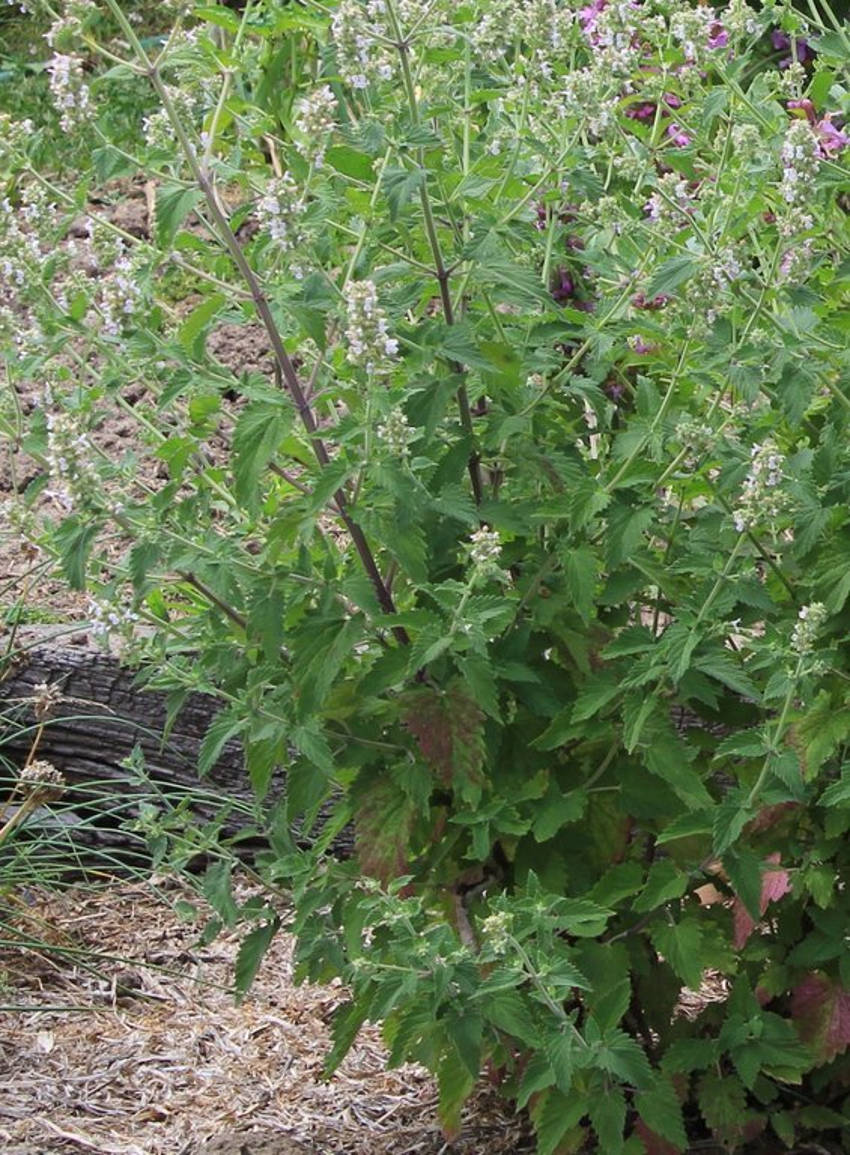 Catnip Plant